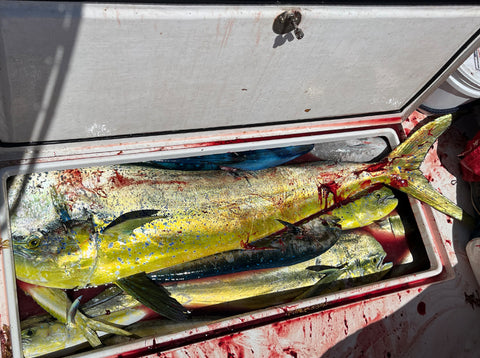 Fish box on Salty Intentions full of Mahi-Mahi