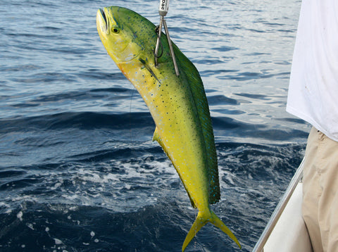 Gaffed Mahi Mahi