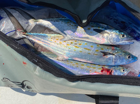 Freshly caught Spanish mackerel iced down in a Calcutta Outdoors fish bag