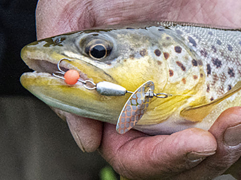 Fisherman posing with a juvenile brown trout