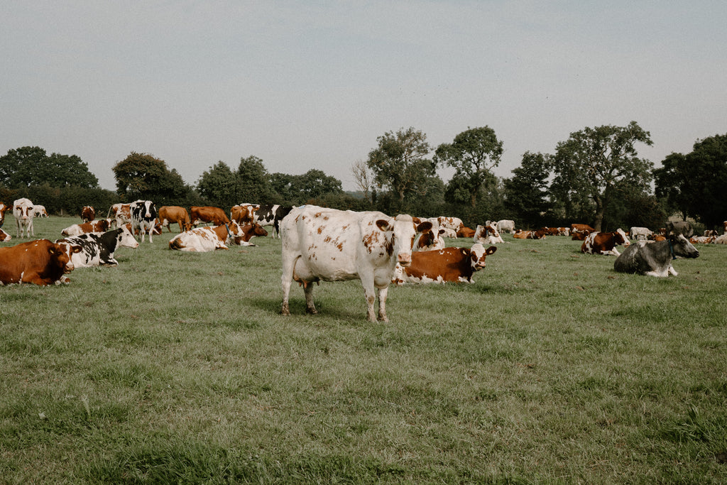 Dairy cows grazing