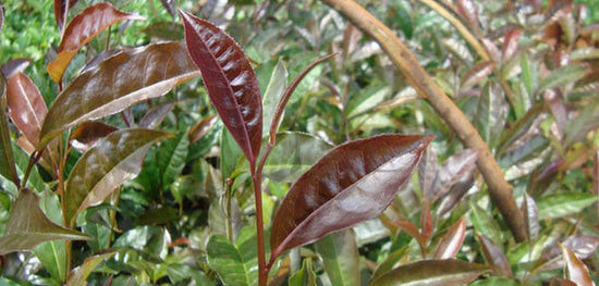 Purple Tea tea farm close up