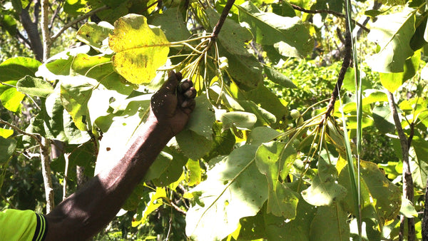 hand harvesting Kakadu plum off a branch