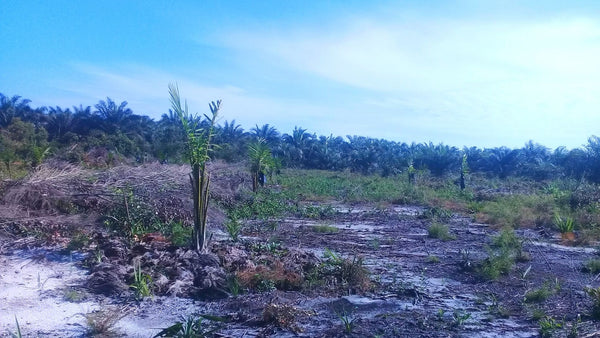 forest that has been cleared ready for new plantations of oil palms