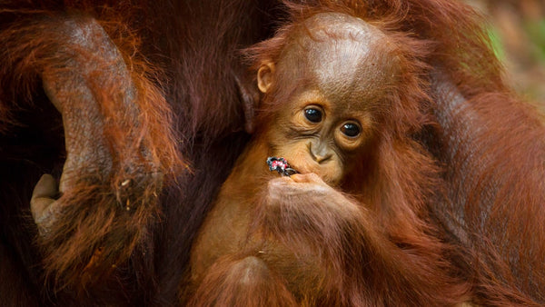 close up of a baby orang utan with its mother's hand touching it