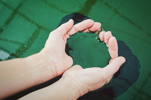 hands holding spirulina from water where it is growing