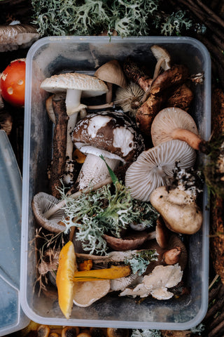 tray of various wild foraged mushrooms