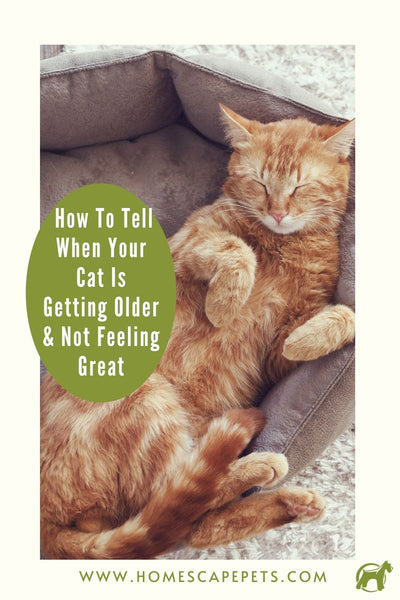 Golden tabby cat resting on soft bed. How to tell when your cat is getting older and not feeling well