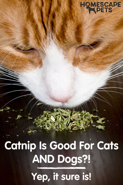 brown and white tabby cat looking at a pile of catnip flakes