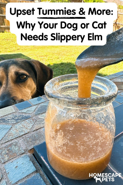 dog looking at a spoonful of slippery elm from a jar