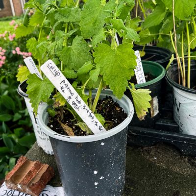 fresh catnip growing in a pot