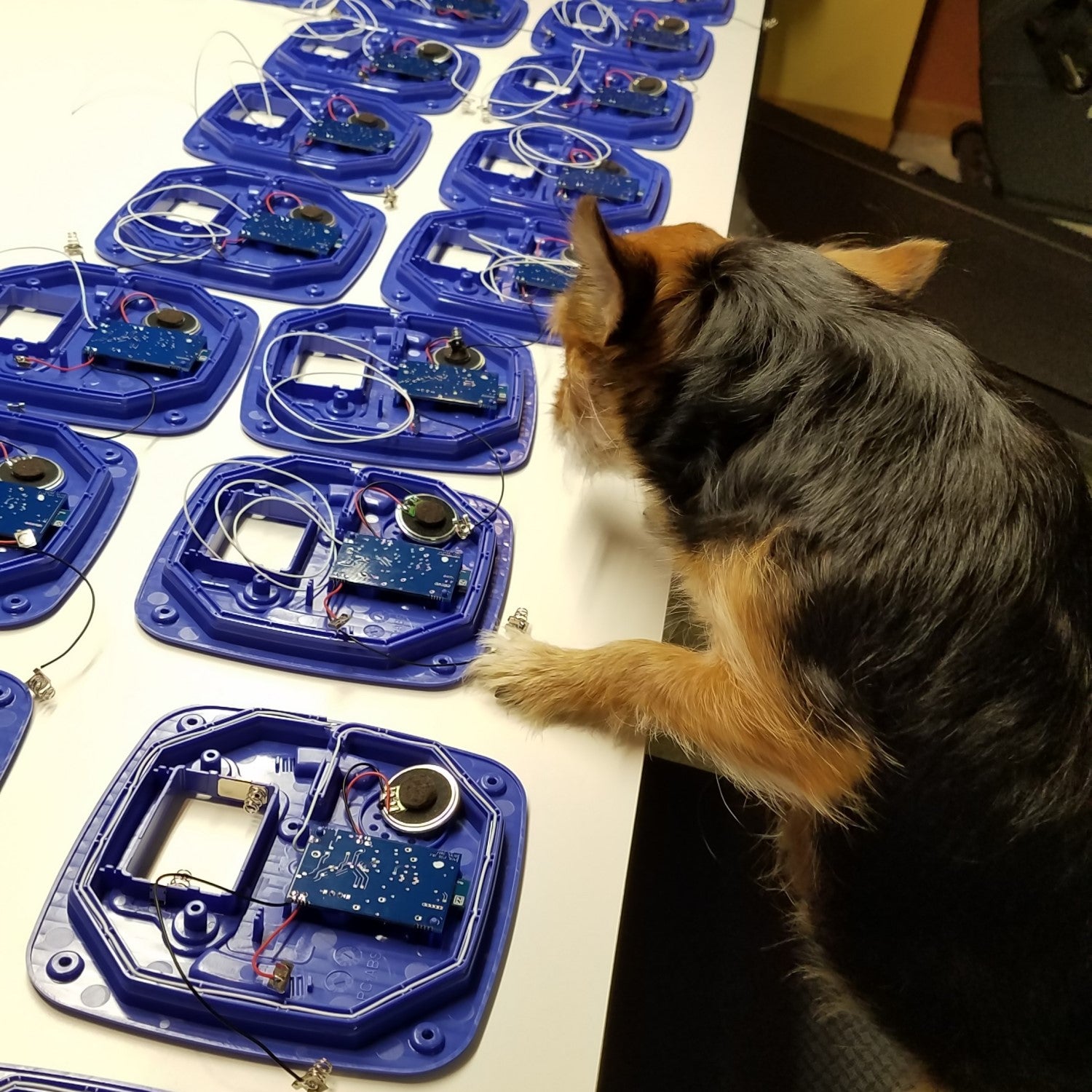 Reese inspecting production line of Paws2Go units