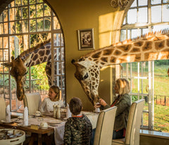 Giraffes have breakfast with family at Giraffe Manor in Kenya