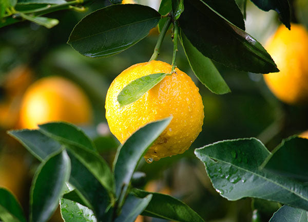 Lemon oil has nausea-relief properties