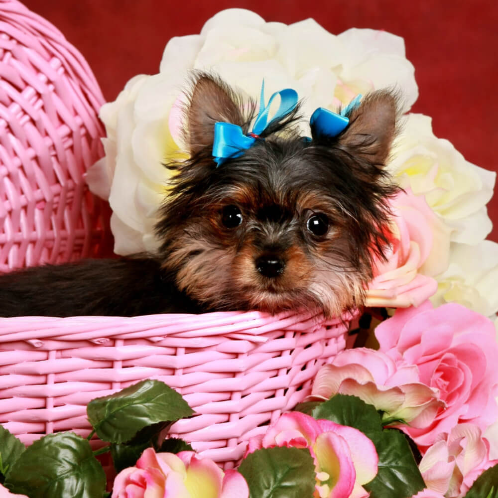 Puptastic Party Time Dog Gift Basket With Beer