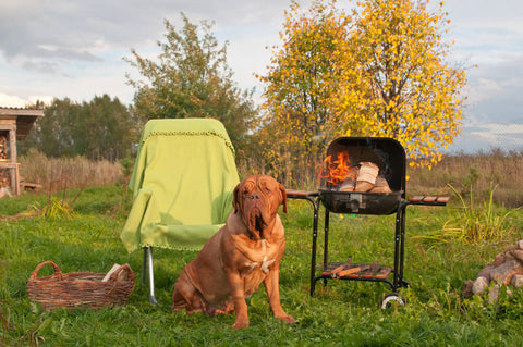 Pet Safety BBQ Food For Pets