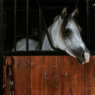 whittle-wax-Horse.jpg__PID:822a235d-6c25-403c-ad5e-8a0c1acb13e5