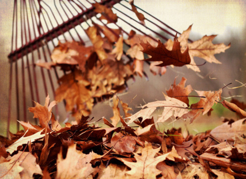 Rake fall leaves for a neighbor