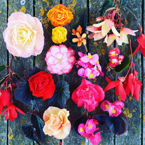 Begonias arranged on a wooden table as floral art.