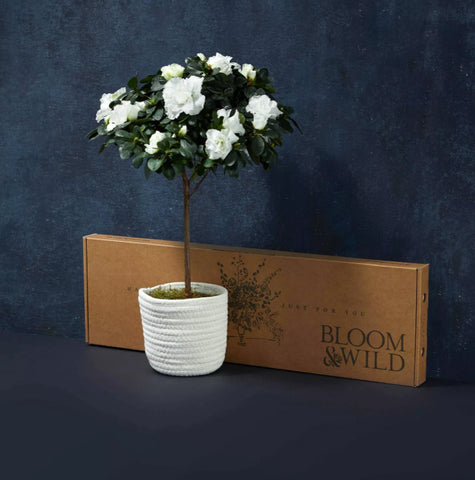 Bloom & Wild Gabrielle azaeleas