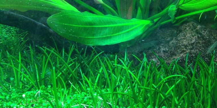 Tropica 1 2 Grow Tc Littorella Uniflora Aquatic Avenue Online Store