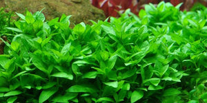 Tropica 1 2 Grow Tc Staurogyne Repens Aquatic Avenue Online Store