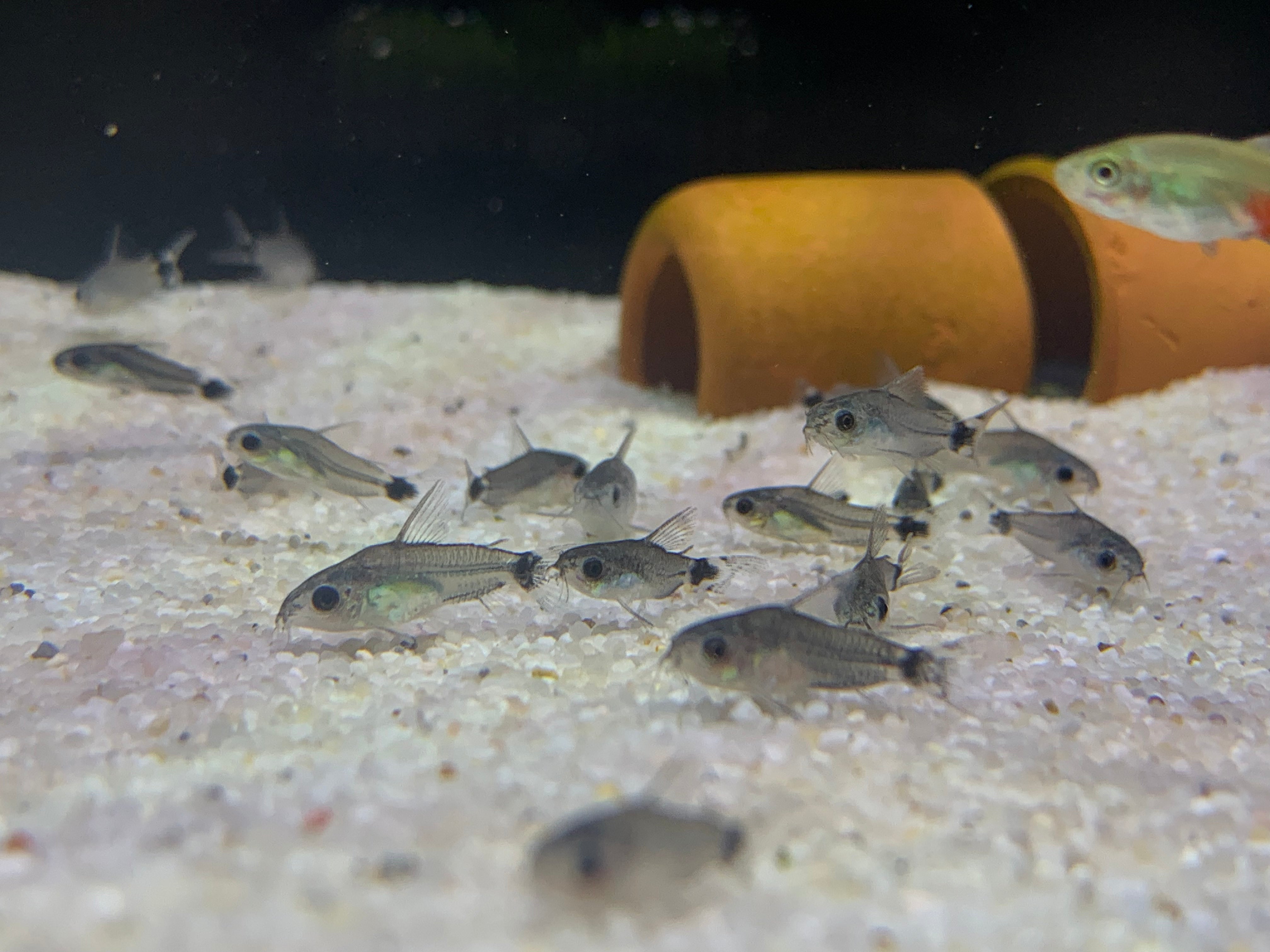Corydoras Hastatus Aquatic Avenue Online Store
