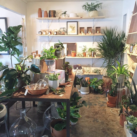 frond plant shop in austin texas makes a fun housewarming gift for couples.