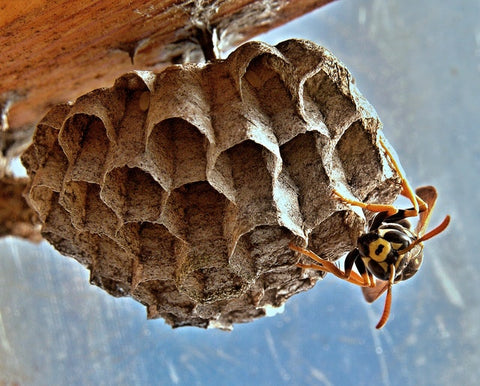 abeille ou guepe le nid