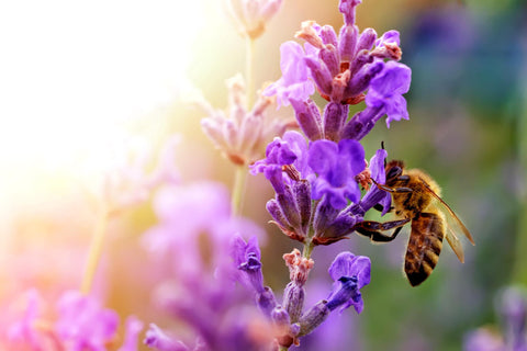 abeille sur miel de lavande