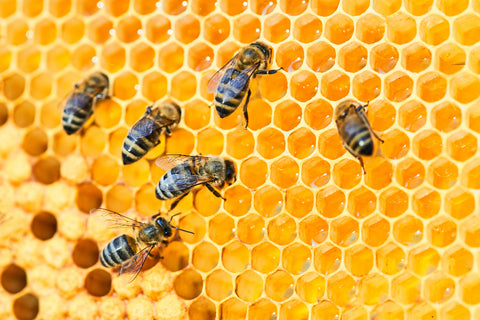 comment le miel est il fait par les abeilles