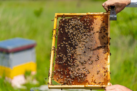 comment le miel est il fabriqué