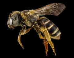 reconnaitre abeille