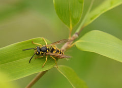 reconnaitre guepe