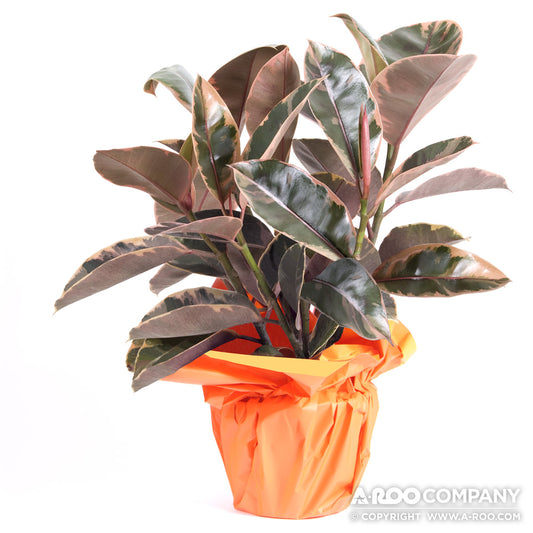 Evergreen Metallic Pot Cover – The Florist Supply Shop