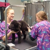 grooming image