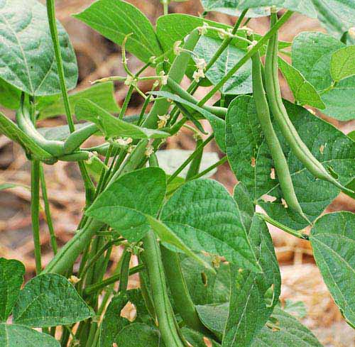 BIG PAK: Green Beans: Contender #14 – Best Cool Seeds
