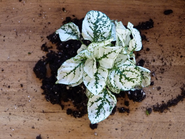 Plant <tc>terrarium</tc> hypoestes