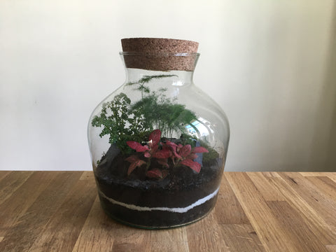 Le charbon actif pour terrarium est-il nécessaire ? - Plantoj