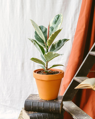 ficus elastica plante salle de bain