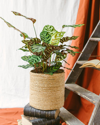 calathea makoyana plante verte grande 