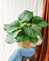 calathea orbifolia grande plante verte interieur