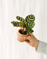 mini calathea makoyana baby plante verte