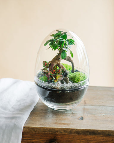 Offrir un terrarium pour Noel - Cadeau artisanal unique durable