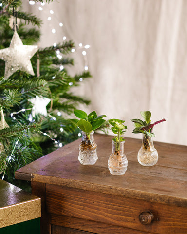 Offrir un terrarium pour Noel - Cadeau artisanal unique durable