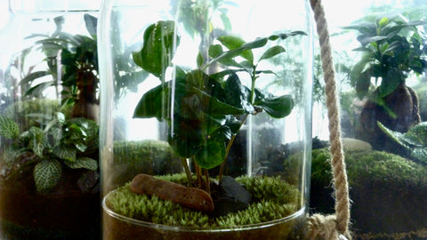 terrarium la green touch