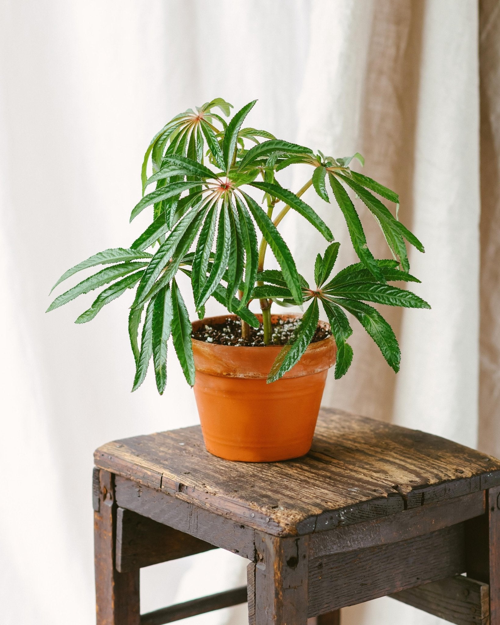 Plante à coupe variété au choix en pot en terre Ø 9 cm : Plantes vertes  AUTRES PRODUCTEURS maison - botanic®