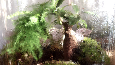 terrarium humide