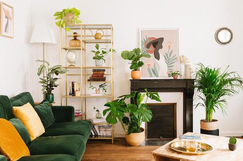 Plantes d'intérieur : 5 conseils pour transformer son appartement