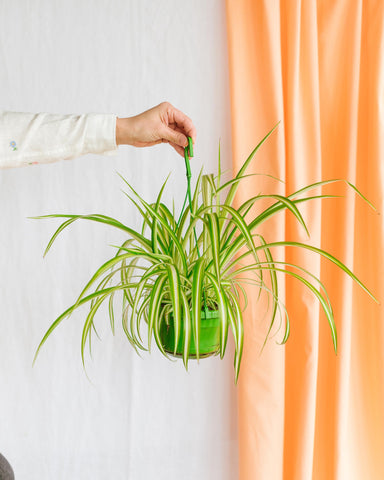 plante araignée pour salle de bain